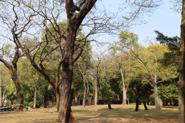 Bir şehirdeki parkın, mavi gökyüzüne karşı duran yeşil yaprakları ve kahverengi gövdesi olan birçok uzun ağacı vardır. Bu ağaçların altında boş bir çimenlik var. İnsanların oturabileceği ya da dinlenebileceği.