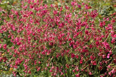 Bahçede büyüyen ince yeşil sapları ve yaprakları olan yoğun bir yasemin tabacco çiçeği kümesi. Çiçeklerin uçlarında uzun tohumlar vardır. Yukarıdan bakıldığında karmaşık desenli bir görüntü oluştururlar.