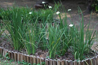 Yatay kalaslardan yapılmış ahşap sınırlarla çevrili birkaç beyaz irisi ve yeşil otları olan bir bahçe yatağı. arkaplan açık bir alan