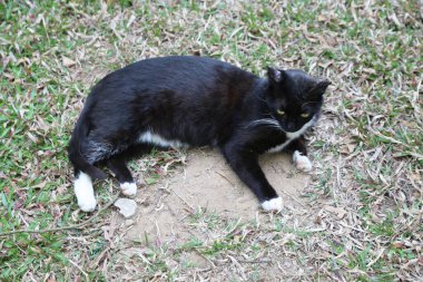 Toprakta yuvarlanan siyah ve beyaz kedi, arka planda çimenli bahçe, yukarıdan tüm gövde atışı