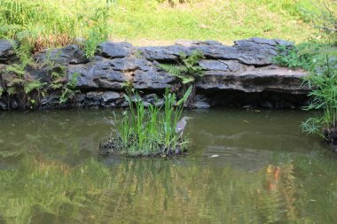 Parkta bir gölet, her iki tarafta kayalar ve otlarla çevrili, ortasında küçük bitkiler ve kuşların bulunduğu bir ada..