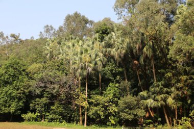 Mumbai 'nin Bandra Parkı' ndaki gür yeşillik, yüksek palmiye ağaçları ve yoğun yapraklarla. yemyeşil orman kaplanlar, panterler ve maymunlar gibi çeşitli vahşi yaşama ev sahipliği yapar..