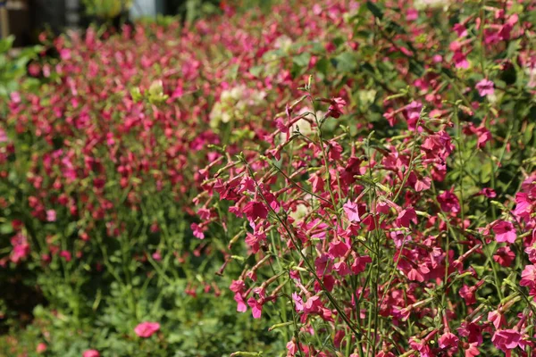 Küçük kalp şeklinde ve renginde parlak çiçekleri olan yoğun bir gölgelik yeşil yapraklı uzun saplar üzerinde büyüyen büyük bir bahçe arka planına kurulmuş.