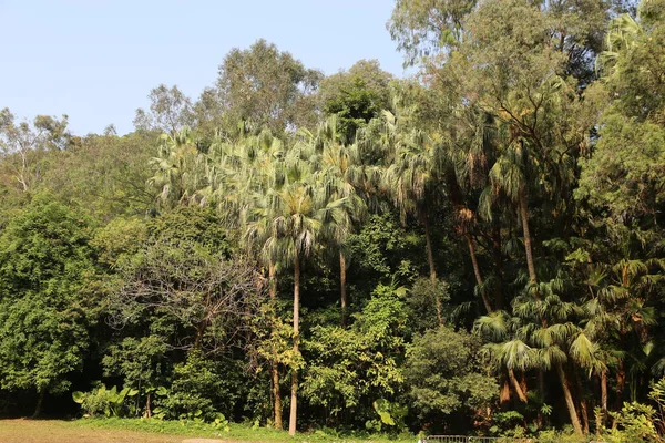 Mumbai 'nin Bandra Parkı' ndaki gür yeşillik, yüksek palmiye ağaçları ve yoğun yapraklarla. yemyeşil orman kaplanlar, panterler ve maymunlar gibi çeşitli vahşi yaşama ev sahipliği yapar..