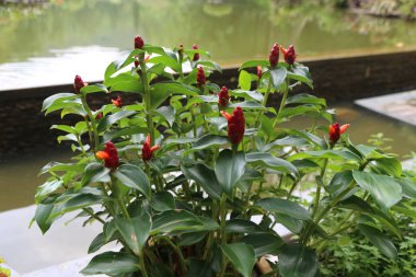 Kırmızı zencefil bitkisi, tencerede açan sayısız kırmızı çiçekler, yeşil yapraklar, ve Çin bahçesindeki bir nehrin kenarında koyu kahverengi bir sandık. Çiçekler çok küçük, havai fişekleri andırıyor..