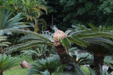 Parkta, üzerinde büyük yapraklar ve çiçekler olan eski bir sogo palmiyesi var. Çevreleyen ağaçların bazı yerlerde gölgeler yaratan yeşil yaprakları vardır..