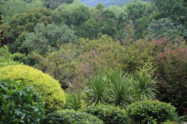 Arka planda yemyeşil bir orman. Ağaçlar ve çalılar ön planda. ön planda renkli yukka bitkileri yer almaktadır.