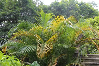 Arka planda sarı yaprakları ve yeşil bitkileri olan bir areca palmiyesi diğer tropikal bitkilerle çevrilidir. Bitki büyüktür, yoğun yapraklarla kaplıdır ve yukarıda yemyeşil bir gölgelik oluşturur.