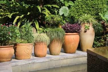 Her biri farklı tipte ve büyüklükte yemyeşil bitki ya da mor kekliklerle dolu geniş bir terakotta tenceresi koleksiyonu. Tencereler zarif bir su özelliğinin kenarında, renkli bitkilerin önünde duruyor..