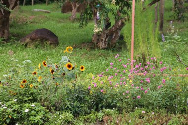Çimlerin üzerinde çeşitli çiçekler ve bitkiler yetişen bir bahçe. Bir tarafında eski bir ağaç gövdesi var. Ayçiçekleri ve pembe kır çiçekleri önlerinde yeşil zemin örtüsüyle çiçek açarlar.