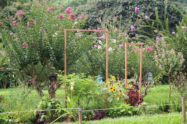 Bahçede çiçekler ve bitkilerle çevrili üç ahşap saray. Mor bir kozalaklı ağaç diğerinin üzerinde dururken pembe bir klematis onlardan birine tırmanır.