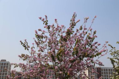 Ticari komplekste, pembe çiçekli ve yeşil yapraklı antik bir Çin Bauhinia ağacı var. Arka planda açık mavi gökyüzünün altındaki yüksek binalar yer alıyor..