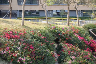 the small hillside in front of the building is covered with colorful roses, and there's an open space next to it where people can walk around. in winter, sunlight shines on part of them through some trees.