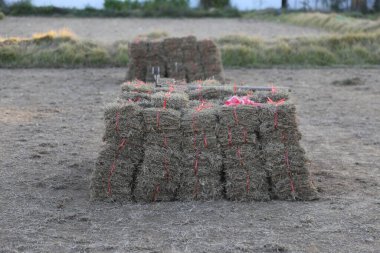 Etrafına kırmızı bant bağlanmış bir yığın saman balyası. Atış talimi için boş bir alana kurulmuş. Sahne arkadan çekiliyor ve iki saman yığını gösteriyor.