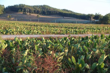 Önünde, yolun arkasında ağaçlar ve diğer bitkilerle dolu uçsuz bucaksız çimenli bir yamaçta büyüyen taro bitkileri var. Sonbaharda, gün doğumunda hafif bir sis olur..