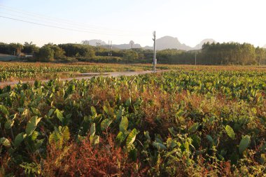Öndeki tarlanın geniş açılı fotoğrafı taro bitkilerinin büyüyüp yoğunlaştığı bir alanı gösteriyor. Uzakta, uzak dağlara doğru giden bir yolun yanında bir elektrik direği duruyor.