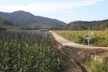 Bir mısır tarlasının geniş açılı fotoğrafı, yanında bir ara sokak ve bir tarafında güneş panelleri var. Patika, dağlarla çevrili bir yamaca çıkıyor..