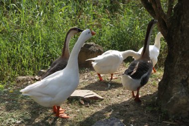 Üç beyaz kaz ve bir siyah kaz çiftlikte dolaşıyorlar. Yanlarındaki çimenlik alanda yeşil yapraklı birkaç ağaç var..