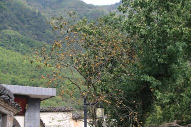 Olgunlaşan portakal ve sarı meyvelerle dolu yemyeşil bir hurma ağacı süslü gri kiremitleri olan tarihi bir binanın hemen yanında duruyor. Arka plan, yemyeşil orman dağlarının yumuşak odak açısını ortaya çıkarıyor.