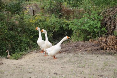 Parlak turuncu gagalı üç güzel beyaz kazın kuru bir toprak parçasında tetikte beklediği canlı bir kır çiftliği sahnesi. Daha küçük kahverengi bir ördek soldan dışarı bakar, aşırı büyümüş yeşil çalılar ve kırsal bir çit doğal b 'yi oluşturur.