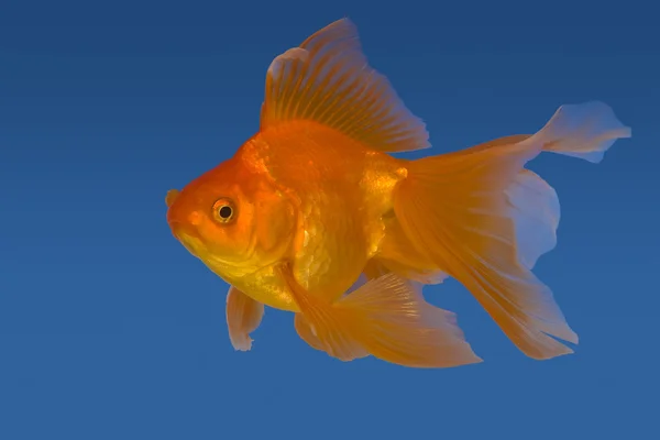 Золота рибка крупним планом у воді на синьому фоні — стокове фото