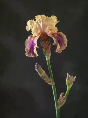 Stüdyo çekim turuncu renk marsala Iris çiçeği koyu bir backgr tarihinde