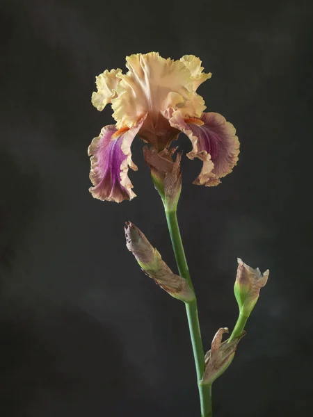 Stüdyo çekim turuncu renk marsala Iris çiçeği koyu bir backgr tarihinde