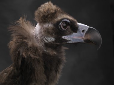 Boz akbaba (Aegypius monachus) olarak da bilinir Eur