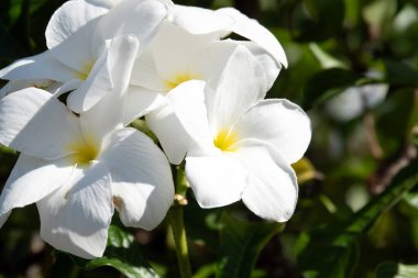 beautiful blooming white flower