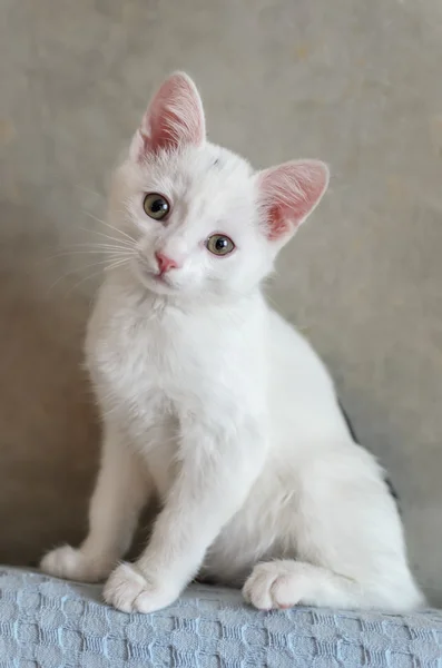 Beyaz küçük yavru kedi