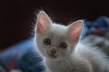 çok küçük yavru kedi