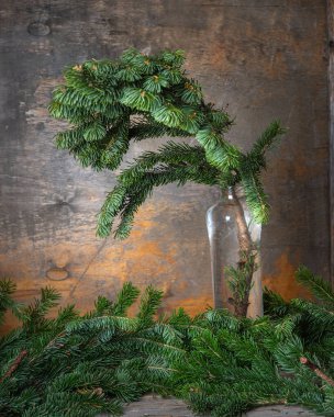 Süslü dallar, ev dekorasyonu için kurusıkı. Cam bir şişedeki yemyeşil ladin dalı.