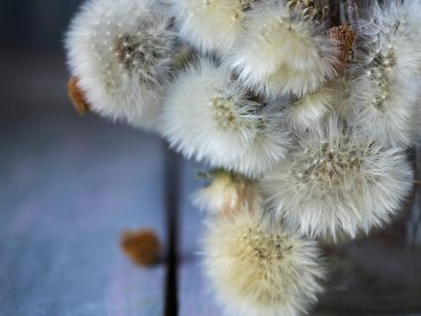 Bir buket kabarık beyaz karahindiba mavi arkaplanı kaplar.