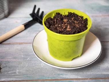 Evde yetişmesi için fideleri hazırlıyorum. Topraklı ve tohumlu yeşil tencere