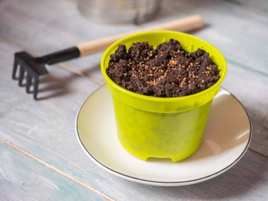 The process of preparing for planting microgreens at home, a pot of soil and a garden rake on a wooden table