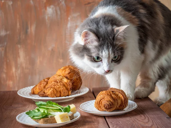 Puszysty Niegrzeczny Kot Żółwi Wspiął Się Stół Nakryty Śniadanie Kanapka — Zdjęcie stockowe