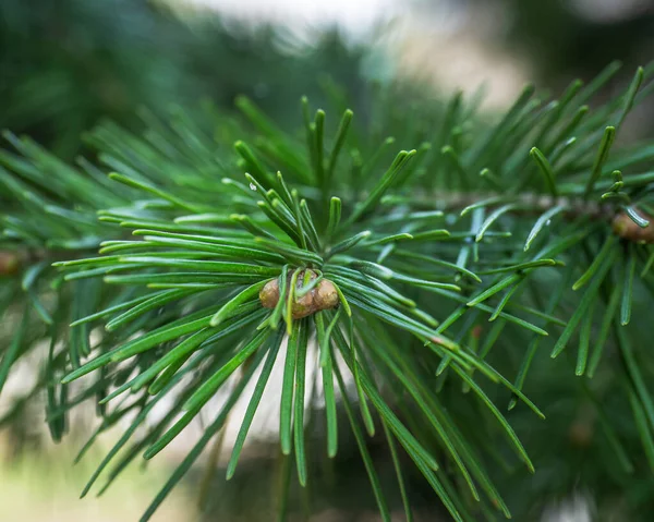 Groeiende groene tak van ceder close-up, wazig focus Stockafbeelding