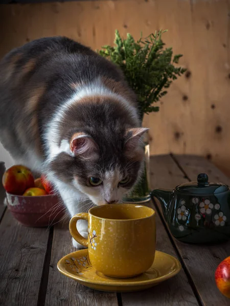 Пушистый кот на столе смотрит на то, что выливается в кружку стоя — стоковое фото
