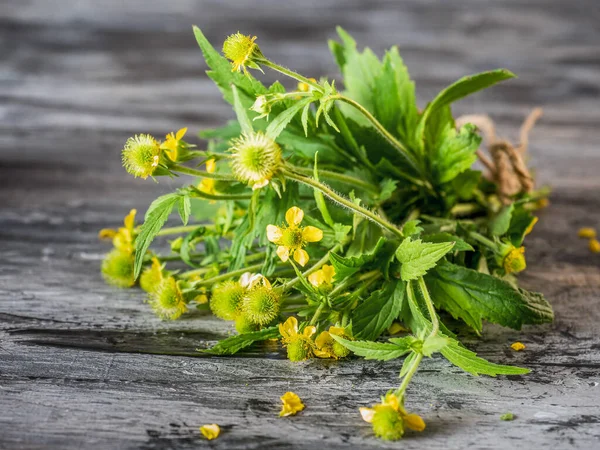 Small Bunch Forest Flowers Gravilata Tied Twine Dark Background Close — Stock Photo, Image