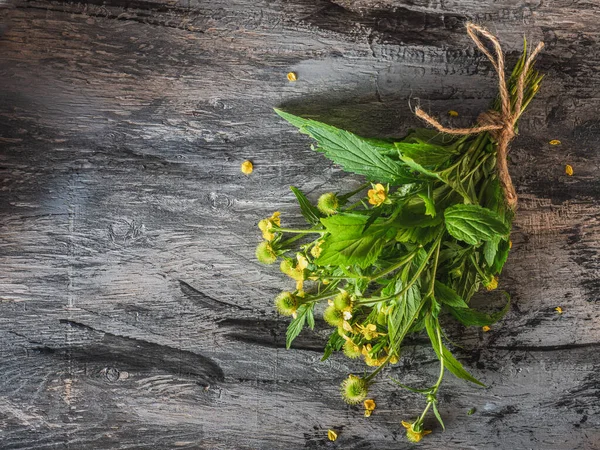 Bunch Fresh Medicinal Gravilat Tied Twine Medicine Used Folk Medicine — Stock Photo, Image