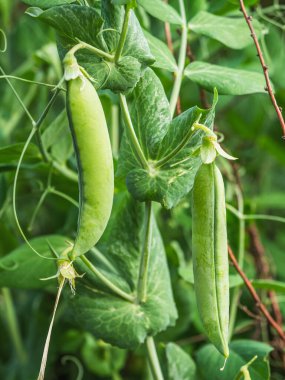 Bahçe yatağında yeşil bezelye kabukları. Yaklaş.