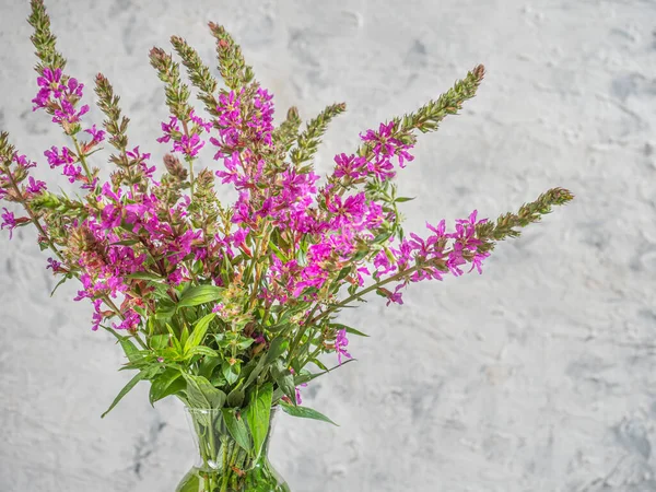 Summer Flowers Blooming Willow Loosestrife Light Background Close — Stock Photo, Image