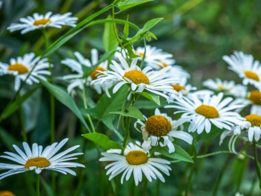 Papatya tarlası yaz güneşli bir günde, papatya çayı yakın