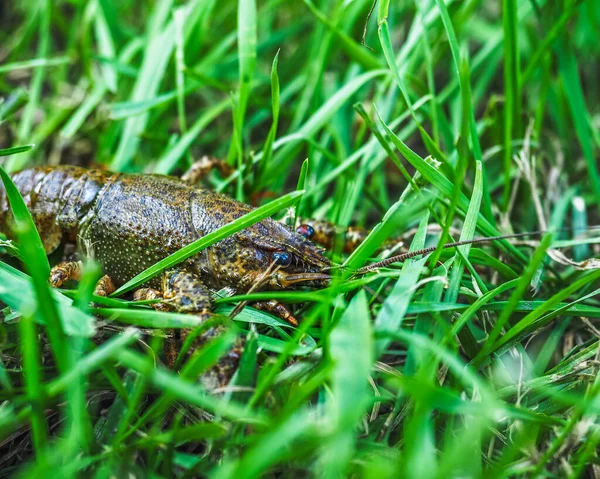 Lagostins Sentado Grama Verde Dia Ensolarado Verão — Fotografia de Stock