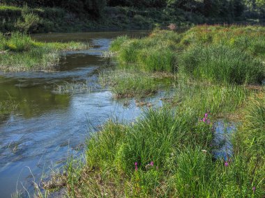 Nehir, ağaçlar ve çimenli adayla yaz manzarası