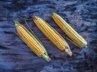 Yeni hasattan kalan çiğ mısır koçanları koyu bir arka plan görünümünde.