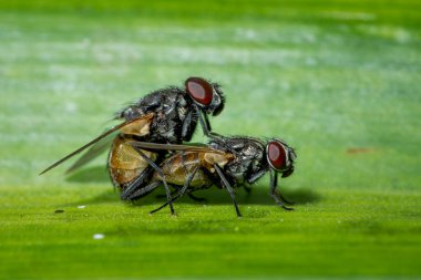 Yeşil arka planda karasinek çiftleşmesi