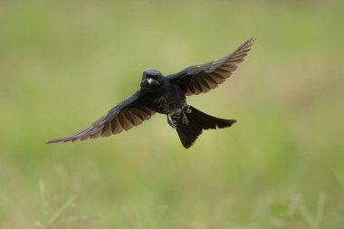 Kara Drongo yeşil arka planda uçuyor, kuş doğrudan kameraya bakıyor.