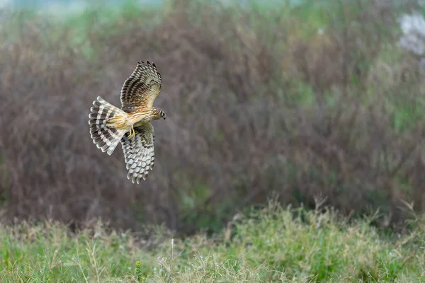 Hen Harrier tarlada av arıyor.