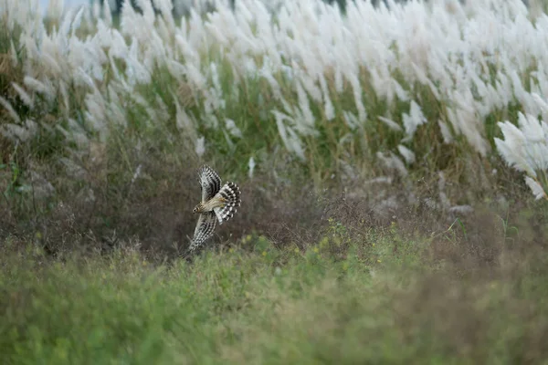 Hen Harrier uçuyor, sahada, avını yakalamaya hazırlanıyor.